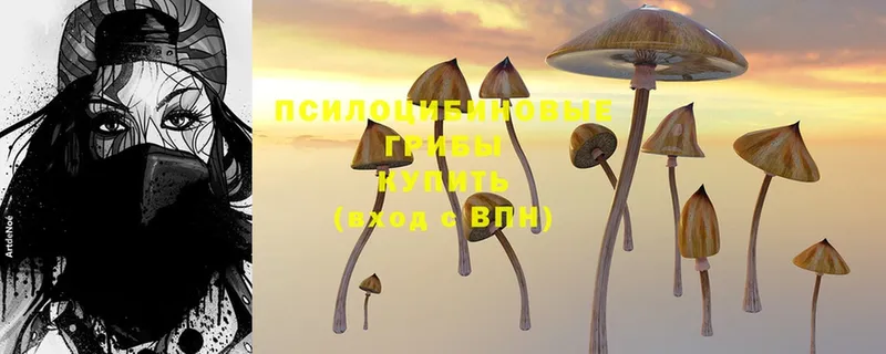 как найти закладки  Нефтекумск  Псилоцибиновые грибы Psilocybe 